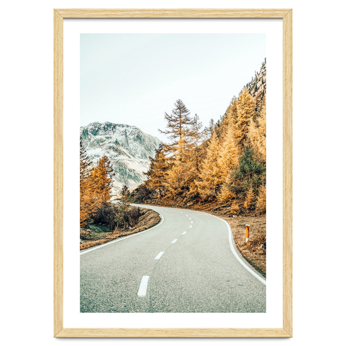 Snow and Golden Pine