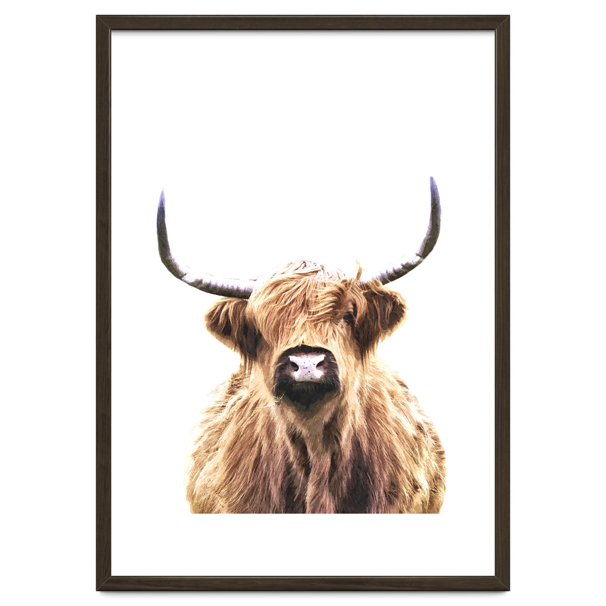 Highland Cow Portrait