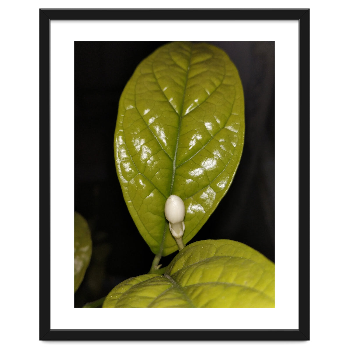 Jasmine Flower Fragrance