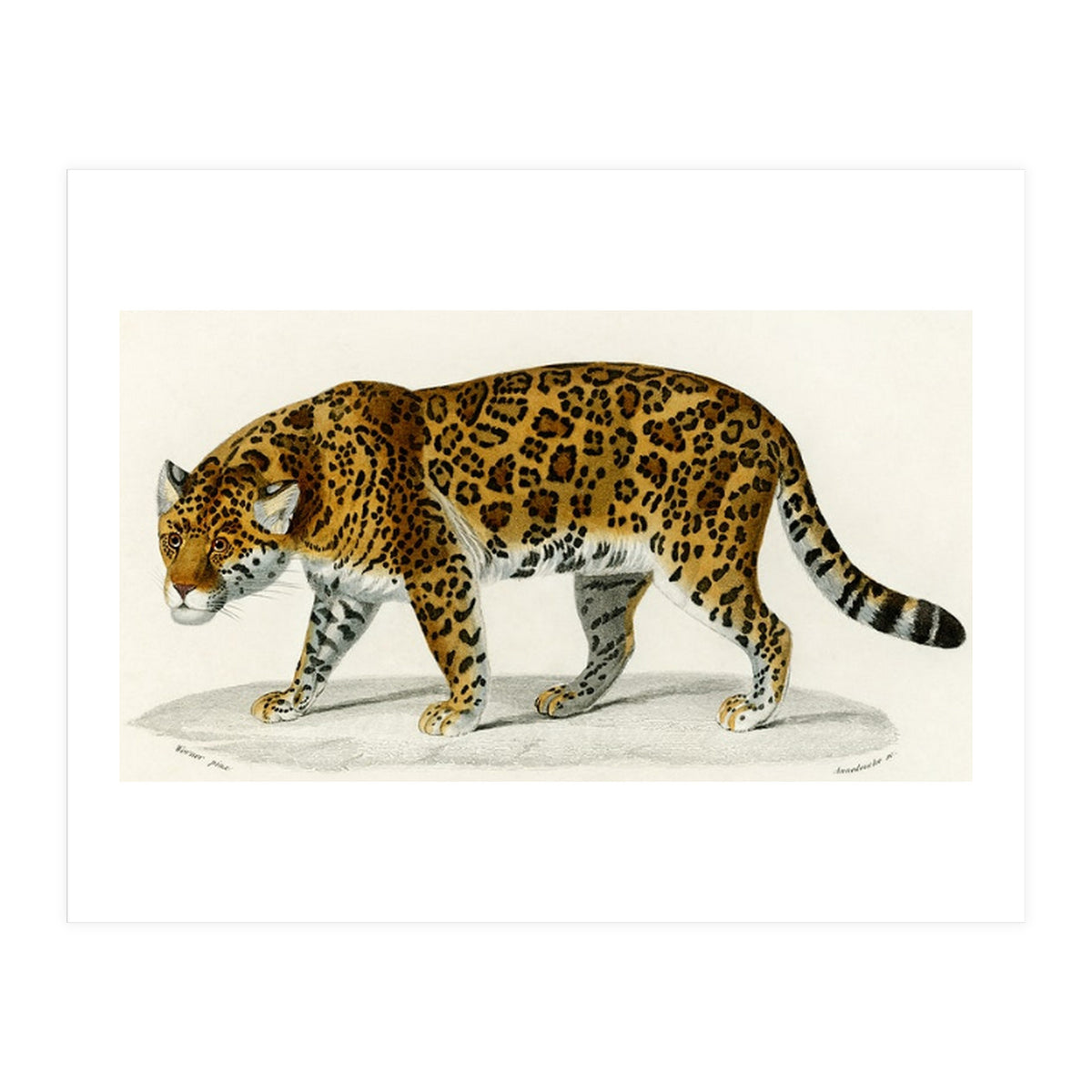 Jaguar (Panthera Onca) illustrated  (Print Only)