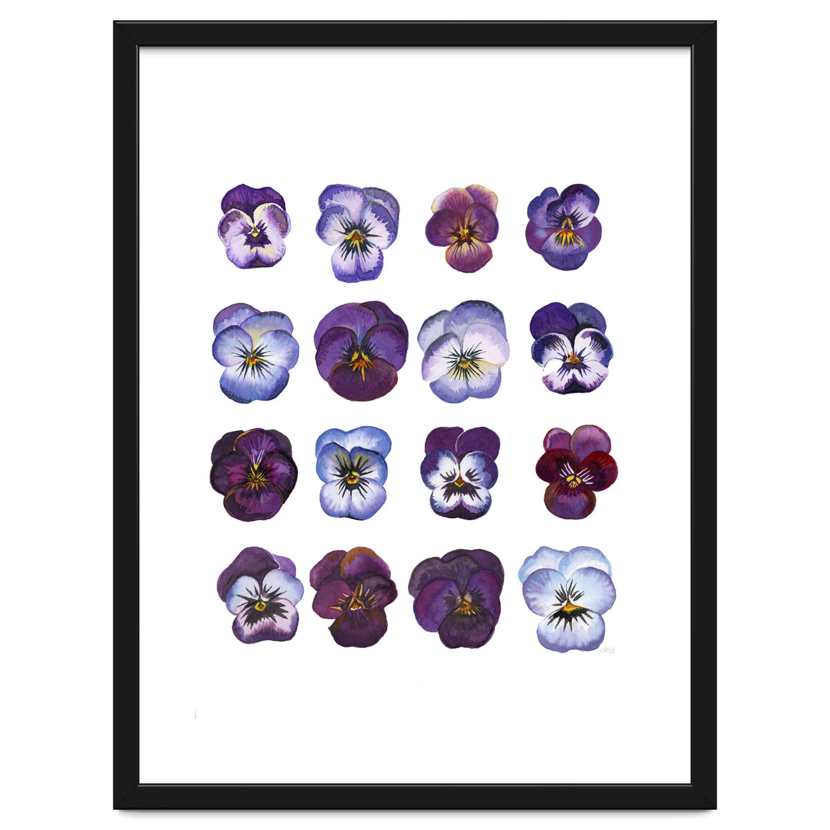 A Watercolour Study Of Violas