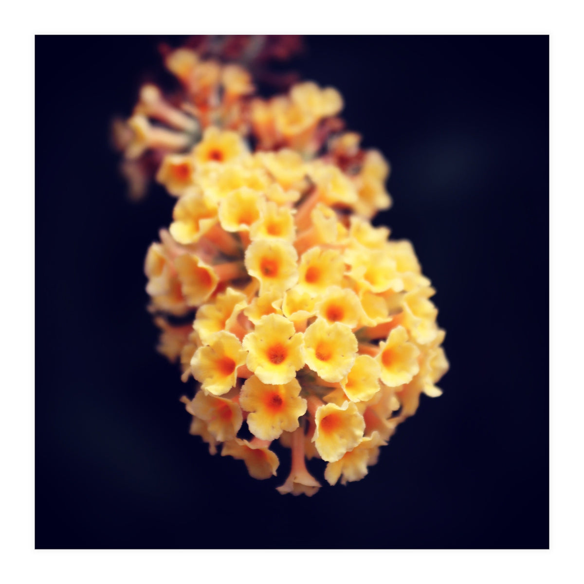 Autumn Flowers (Print Only)