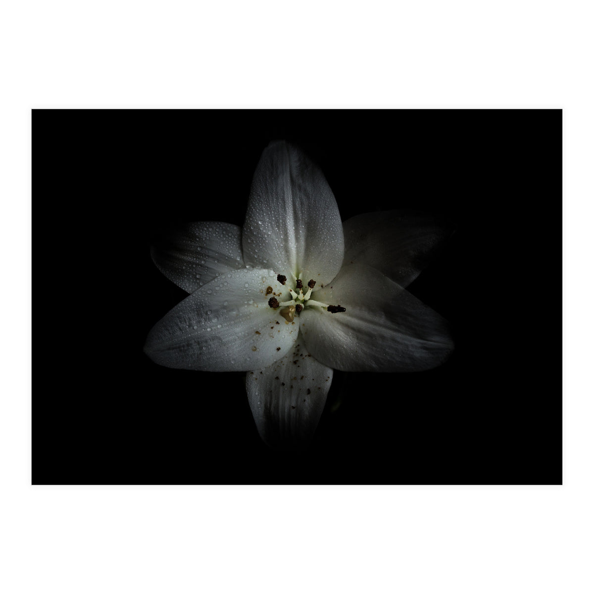 Backyard Flowers No 28 Color Version (Print Only)