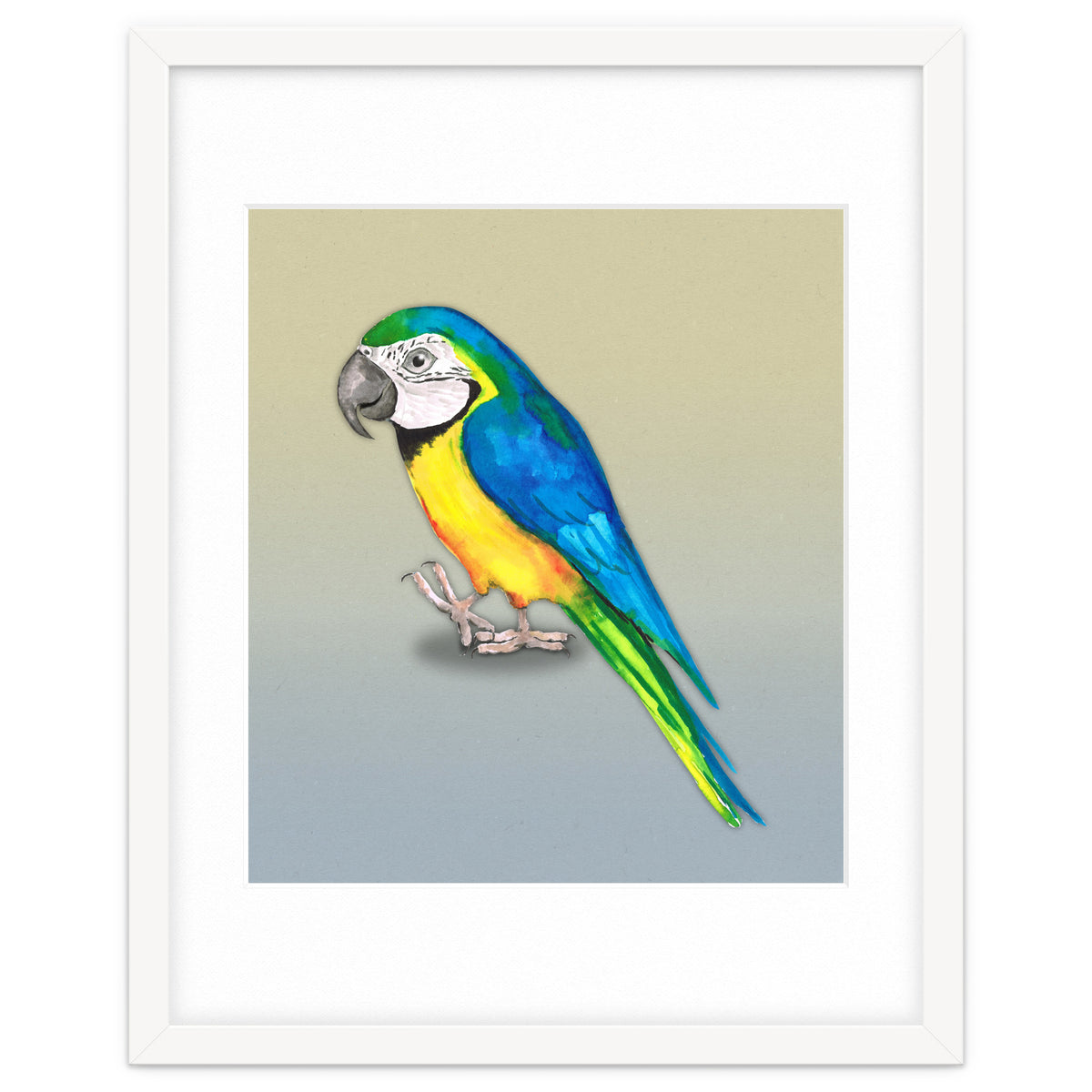 Blue and yellow macaw