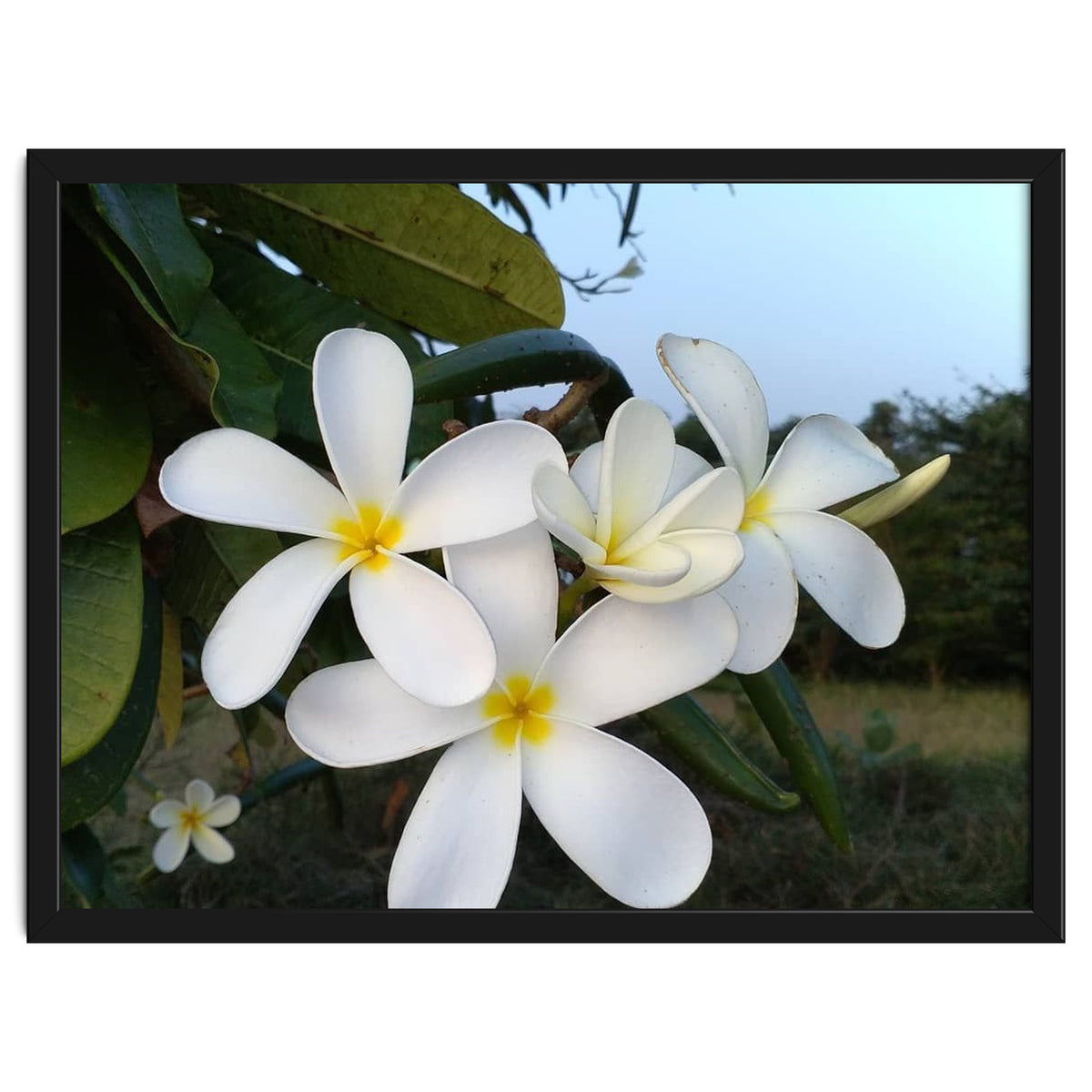 Frangipani