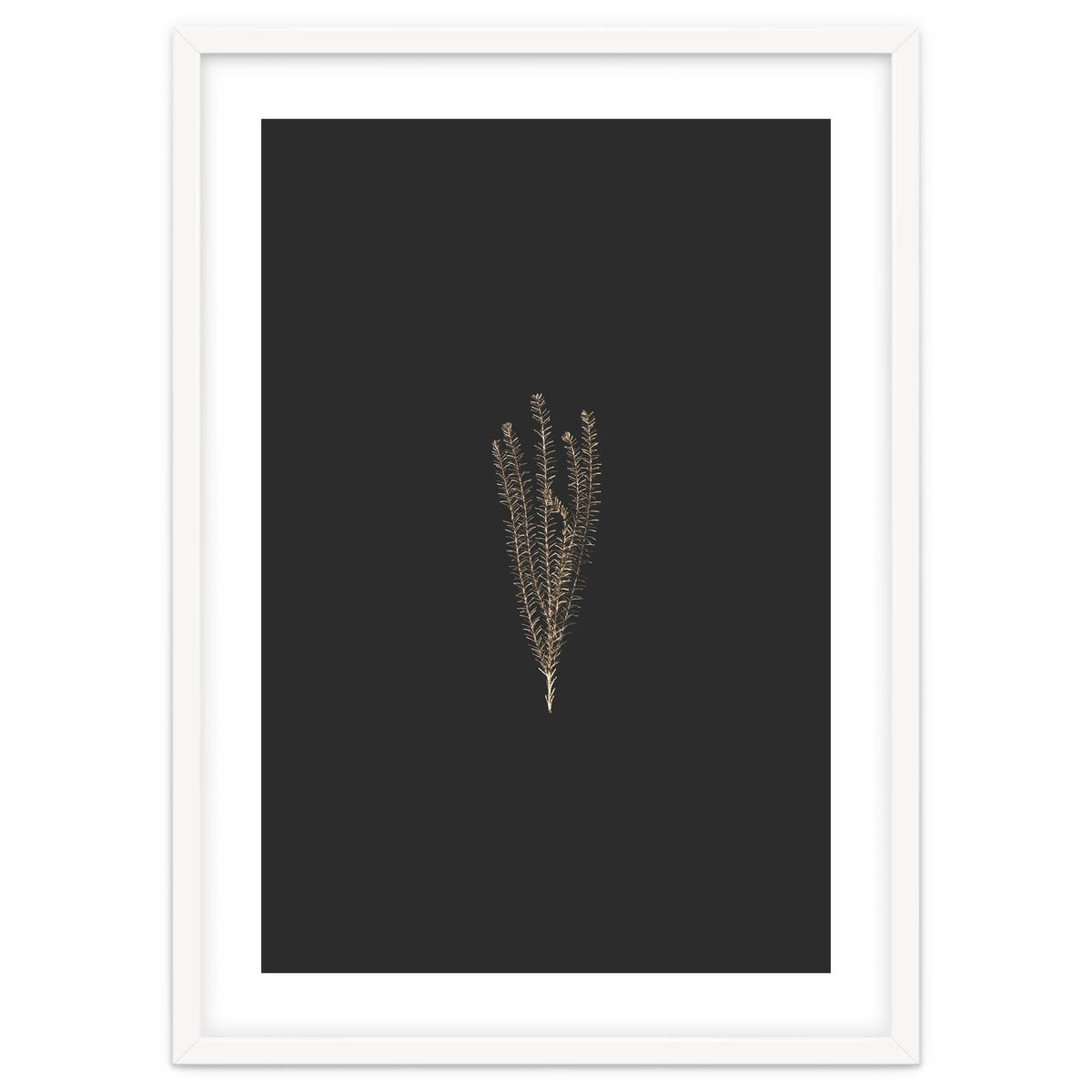 Delicate Fynbos Botanicals in Gold and Black