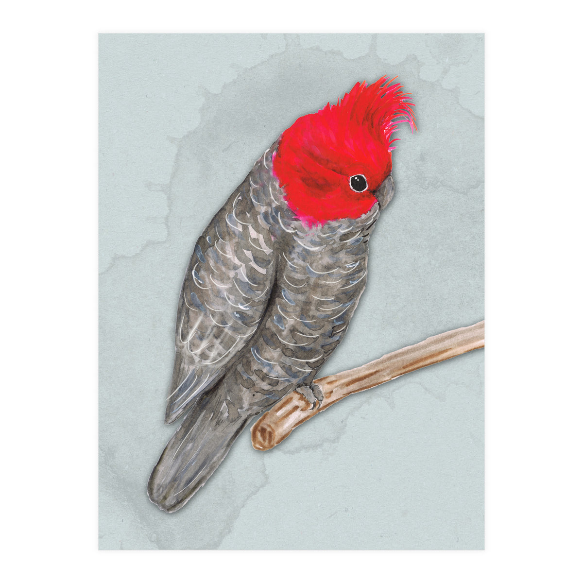 Gang gang cockatoo (Print Only)