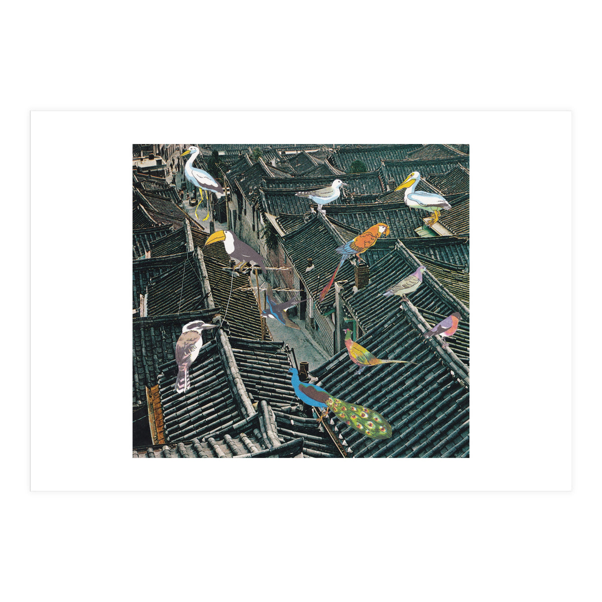 Bird Town (Print Only)