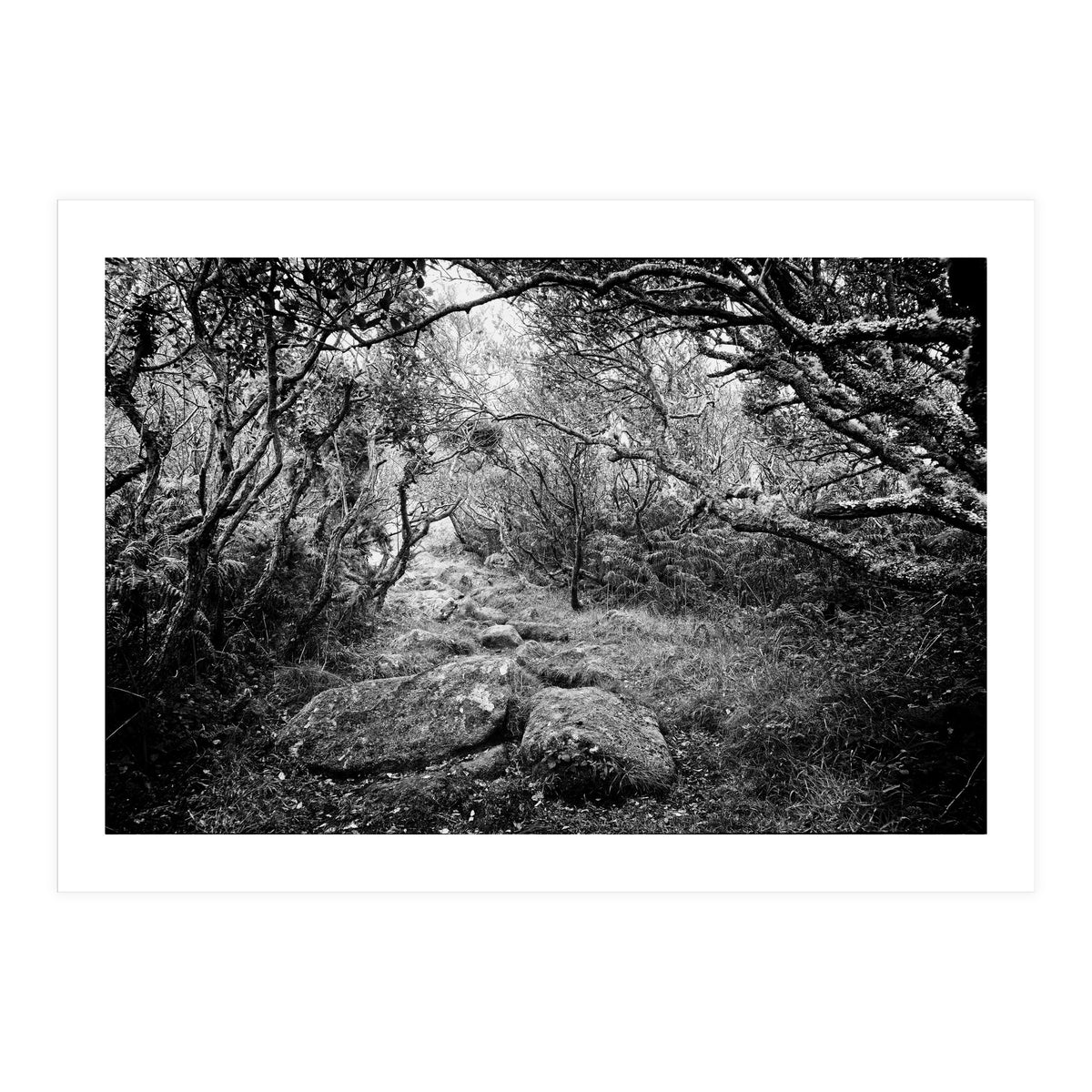 Undergrowth in black and white (Print Only)