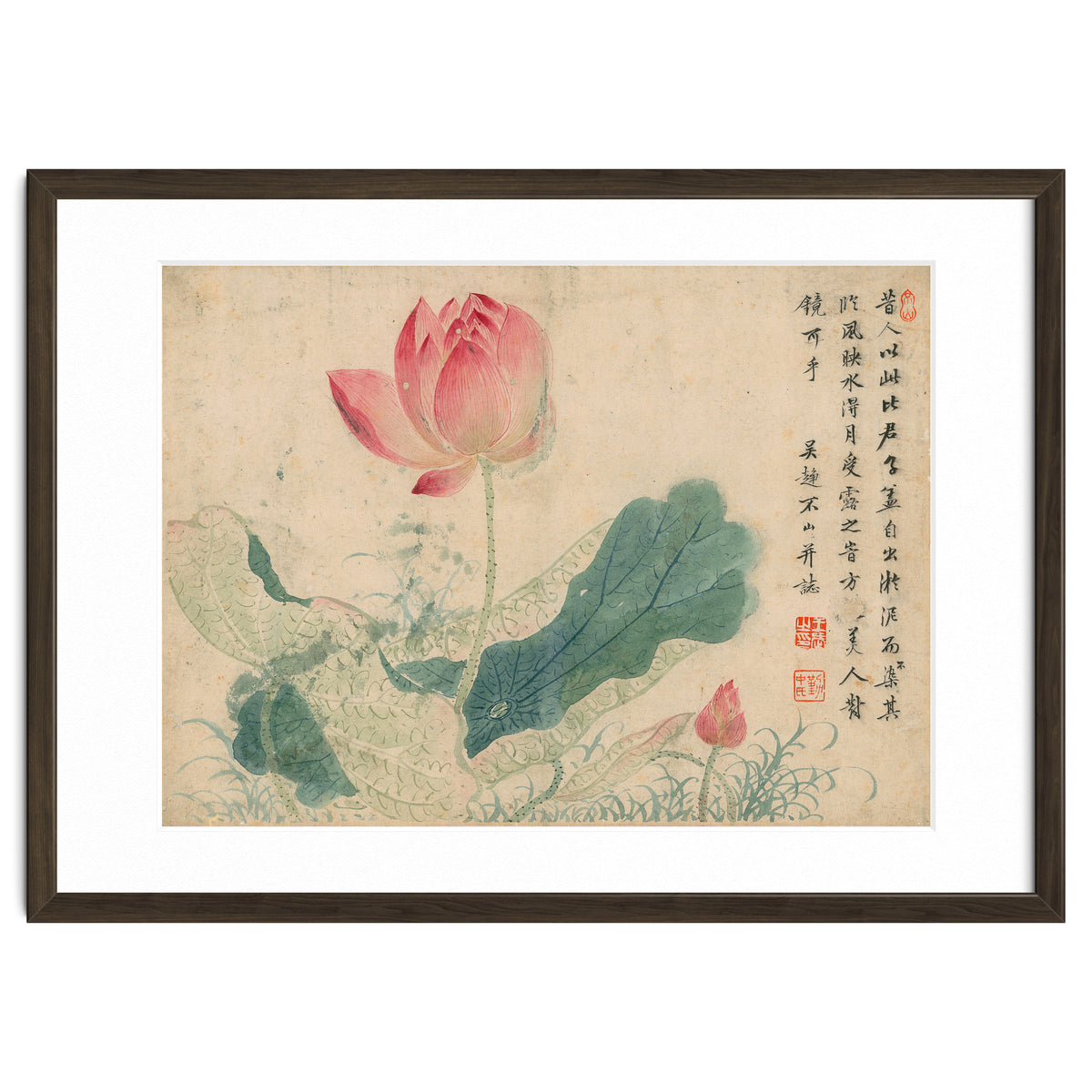 Qing Wangwu Flower album, lotus, lotus leaf, pond, copy of water grass