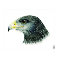 Black-chested buzzard-eagle (Print Only)