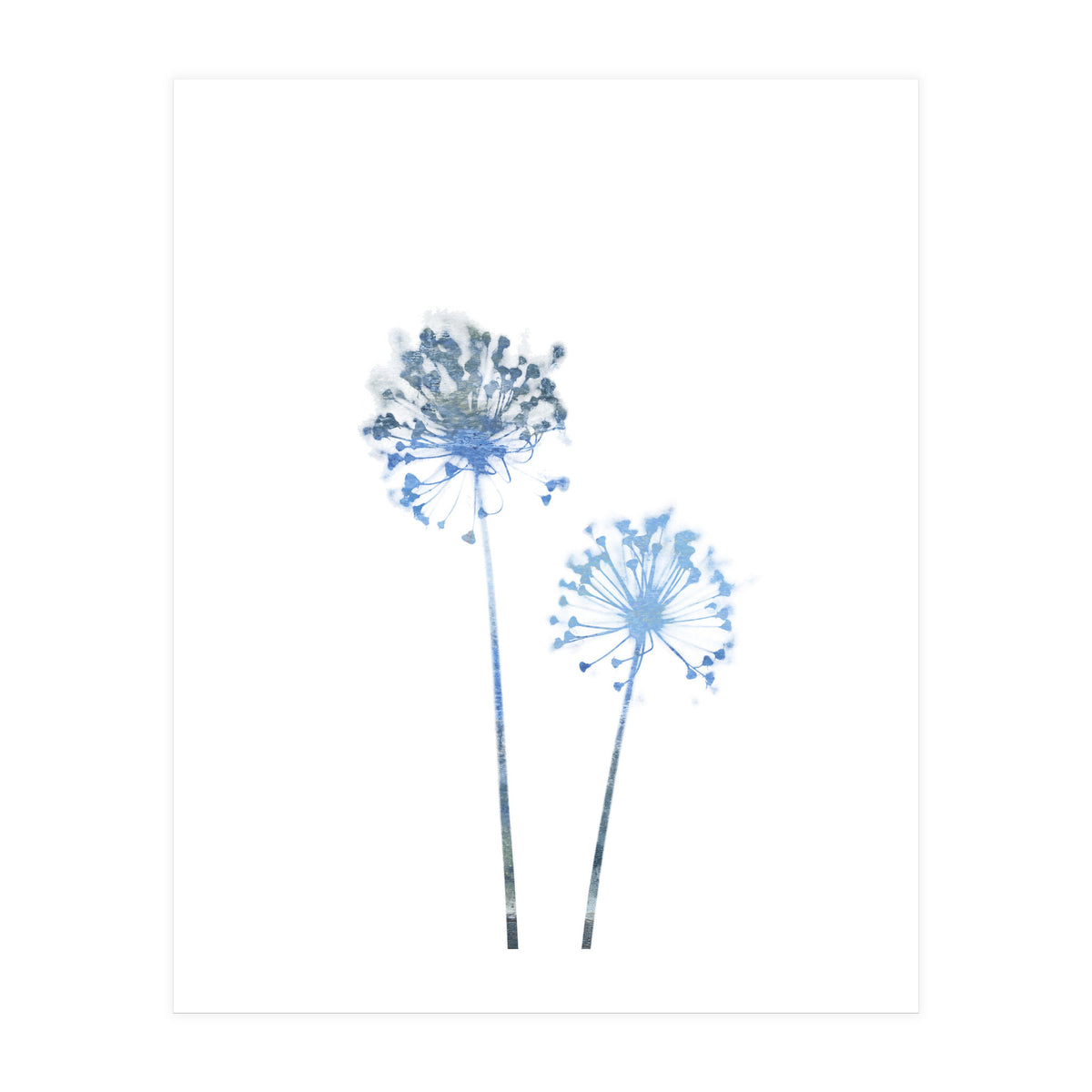 Blue Dandelion (Print Only)