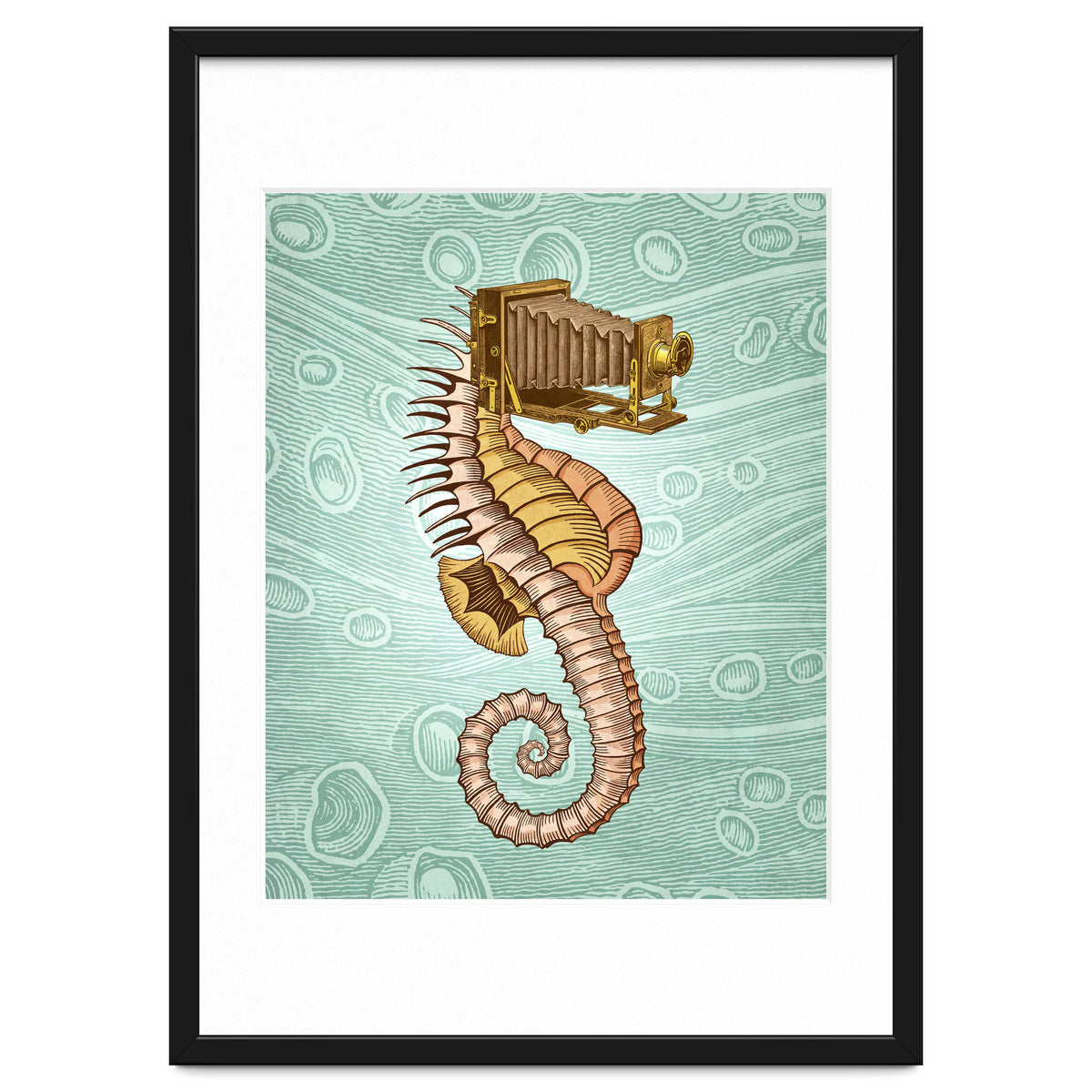 Hippocampus Camerarum