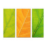 Autumn Leaves (Print Only) thumbnail