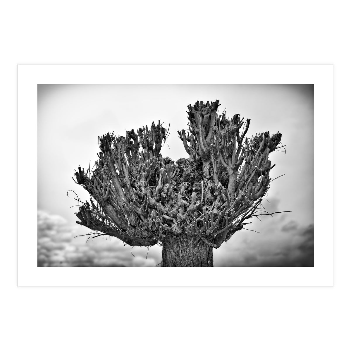 Cut down tree top (Print Only)