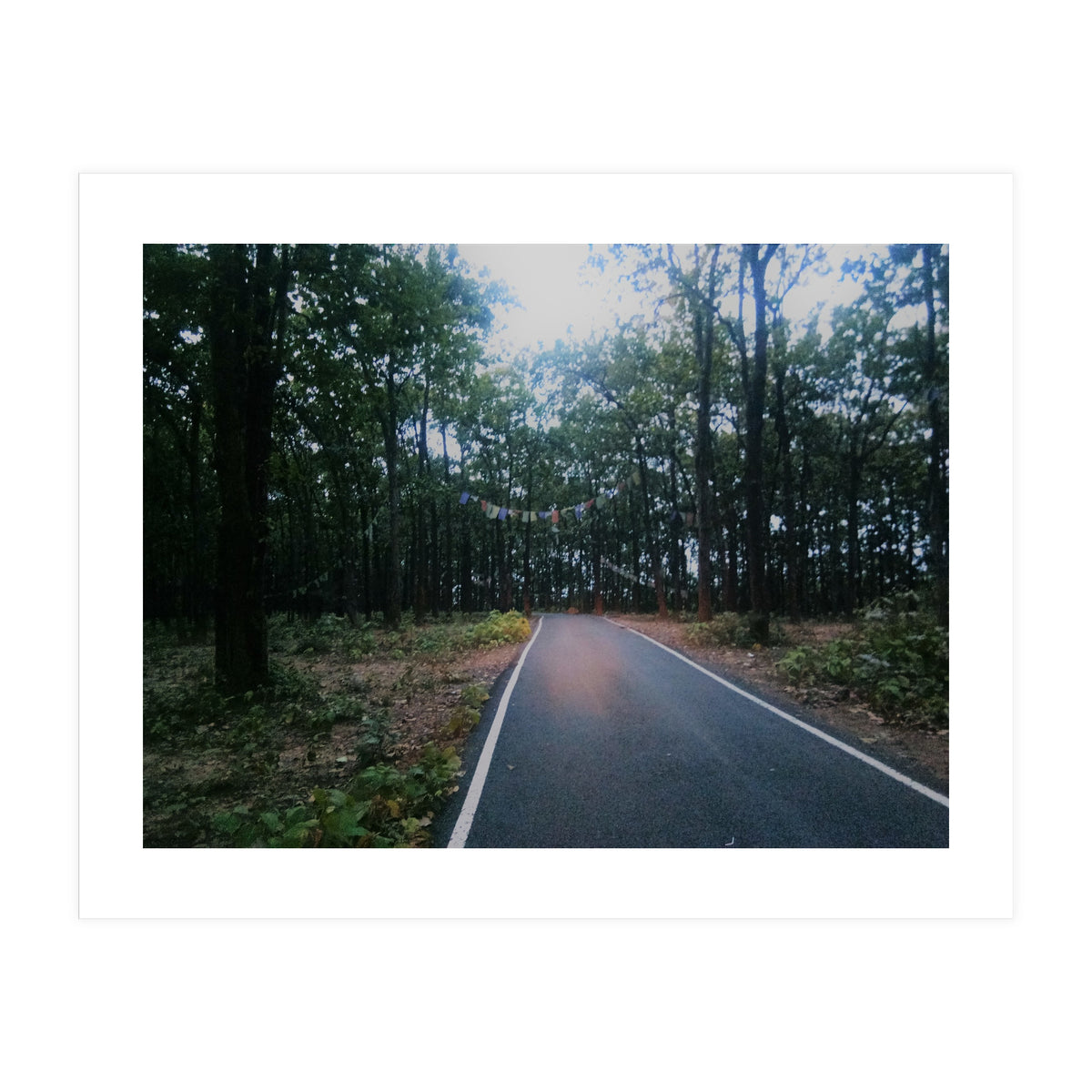 In To The Wild (Print Only)