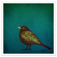 Camouflage: The Blackbird