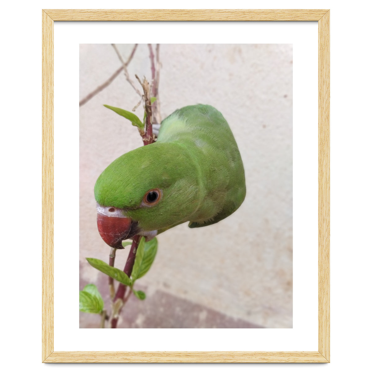 My Cute Parrot
