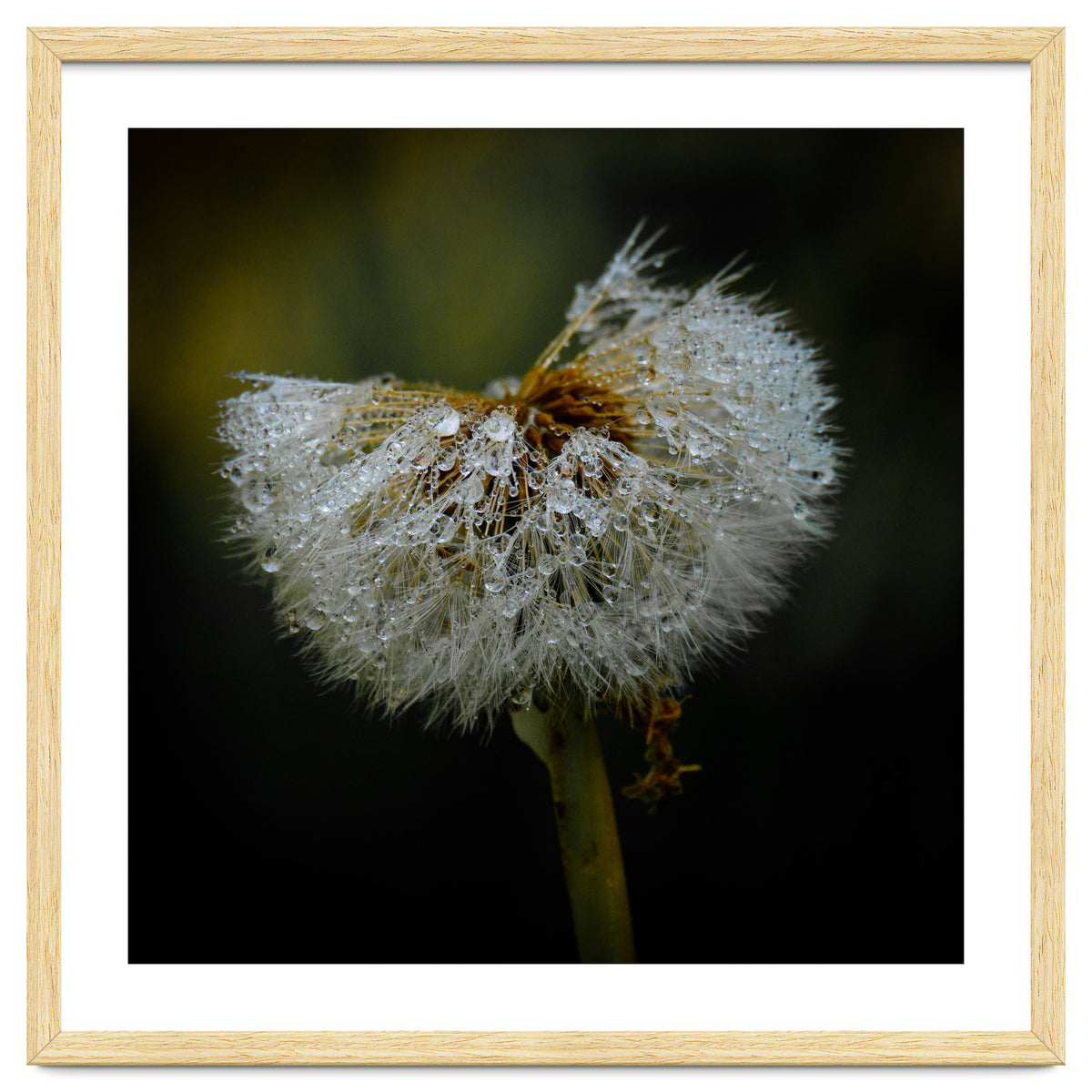 Dandelion with Raindrops
