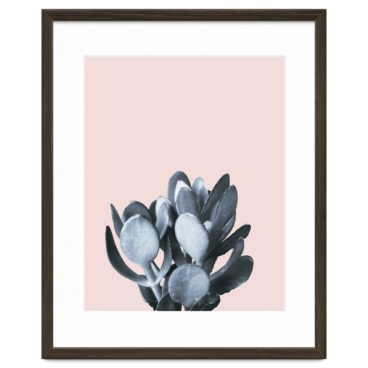 Cactus collection BL-II