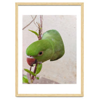 Cute Parrot