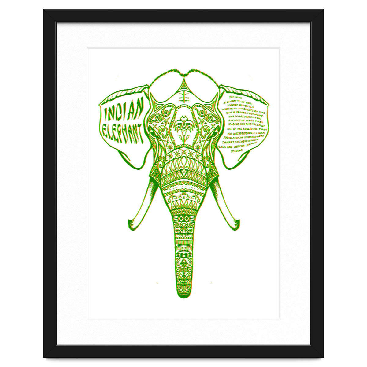 Indian Elephant
