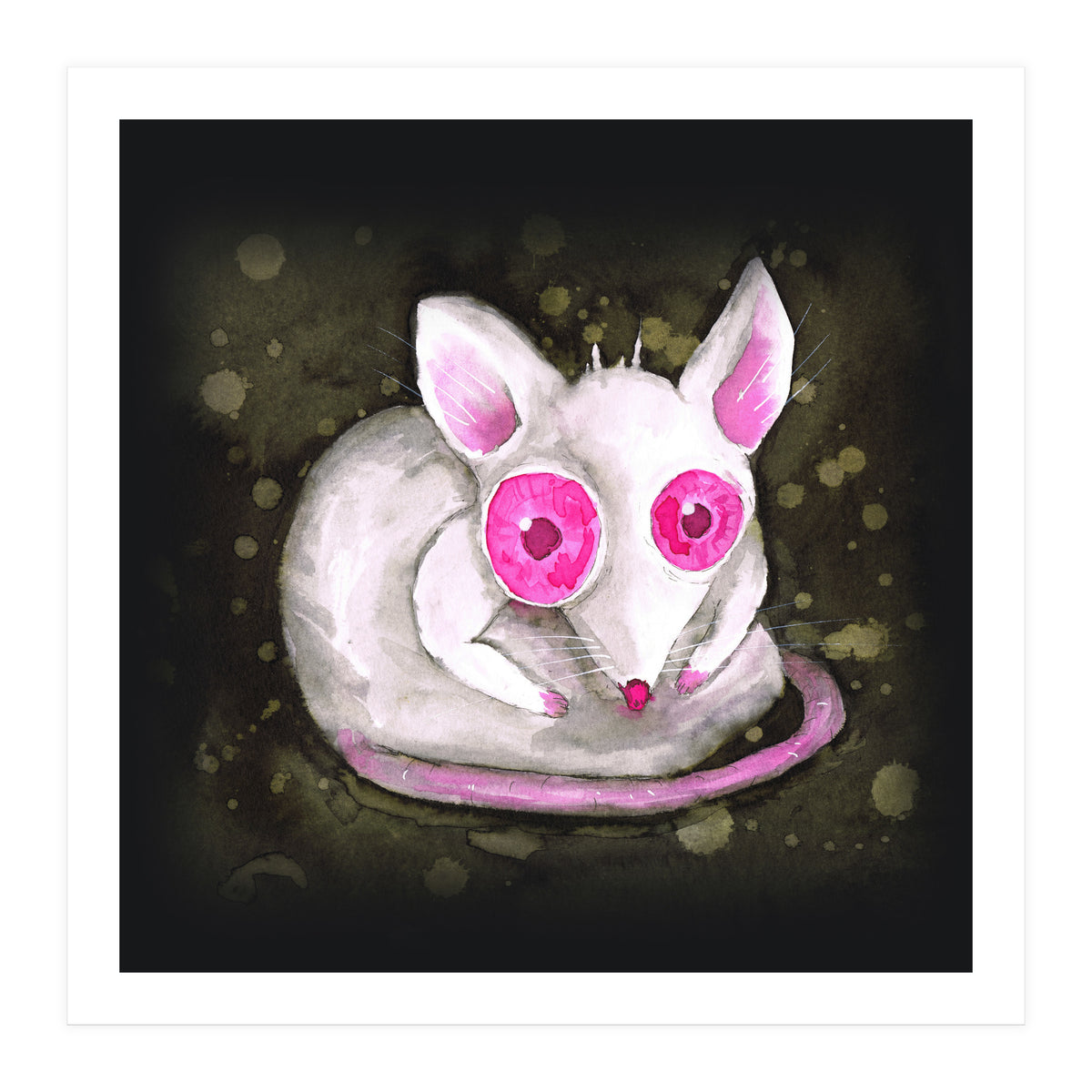 Albino rat (Print Only)