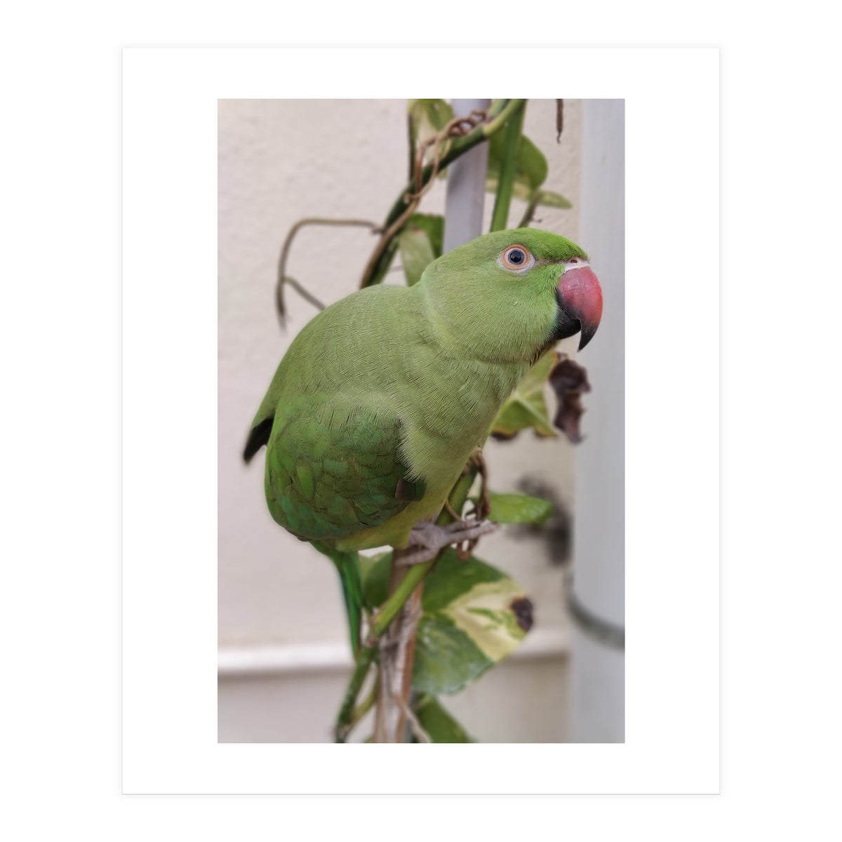 Dazzling Indian Parrot (Print Only)