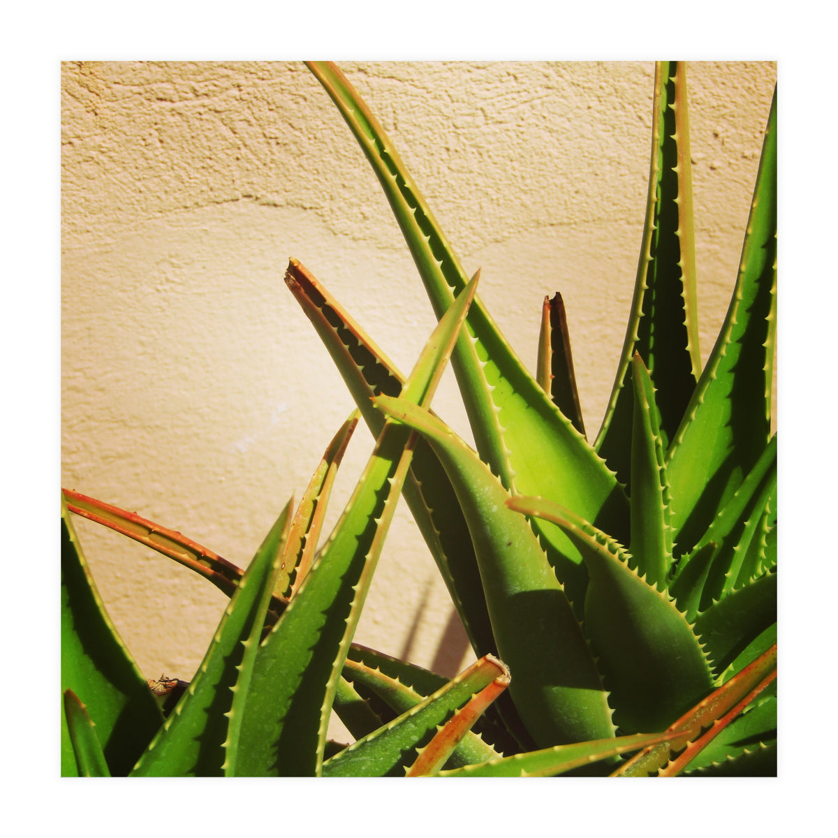 cacti and sunshine (Print Only)