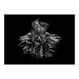 Backyard Flowers In Black And White No 49 (Print Only) thumbnail