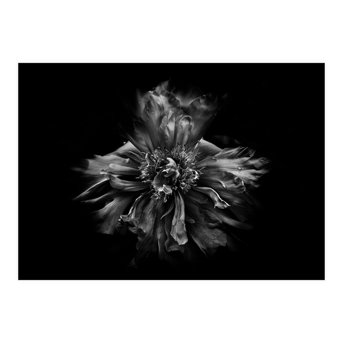 Backyard Flowers In Black And White No 49 (Print Only)