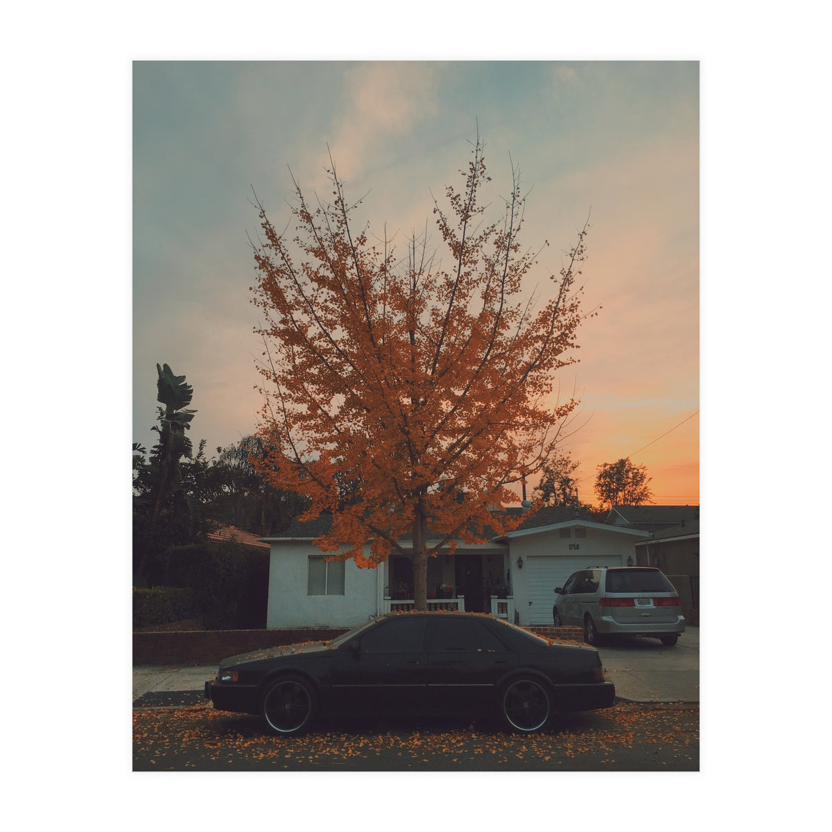 Autumn tree (Print Only)