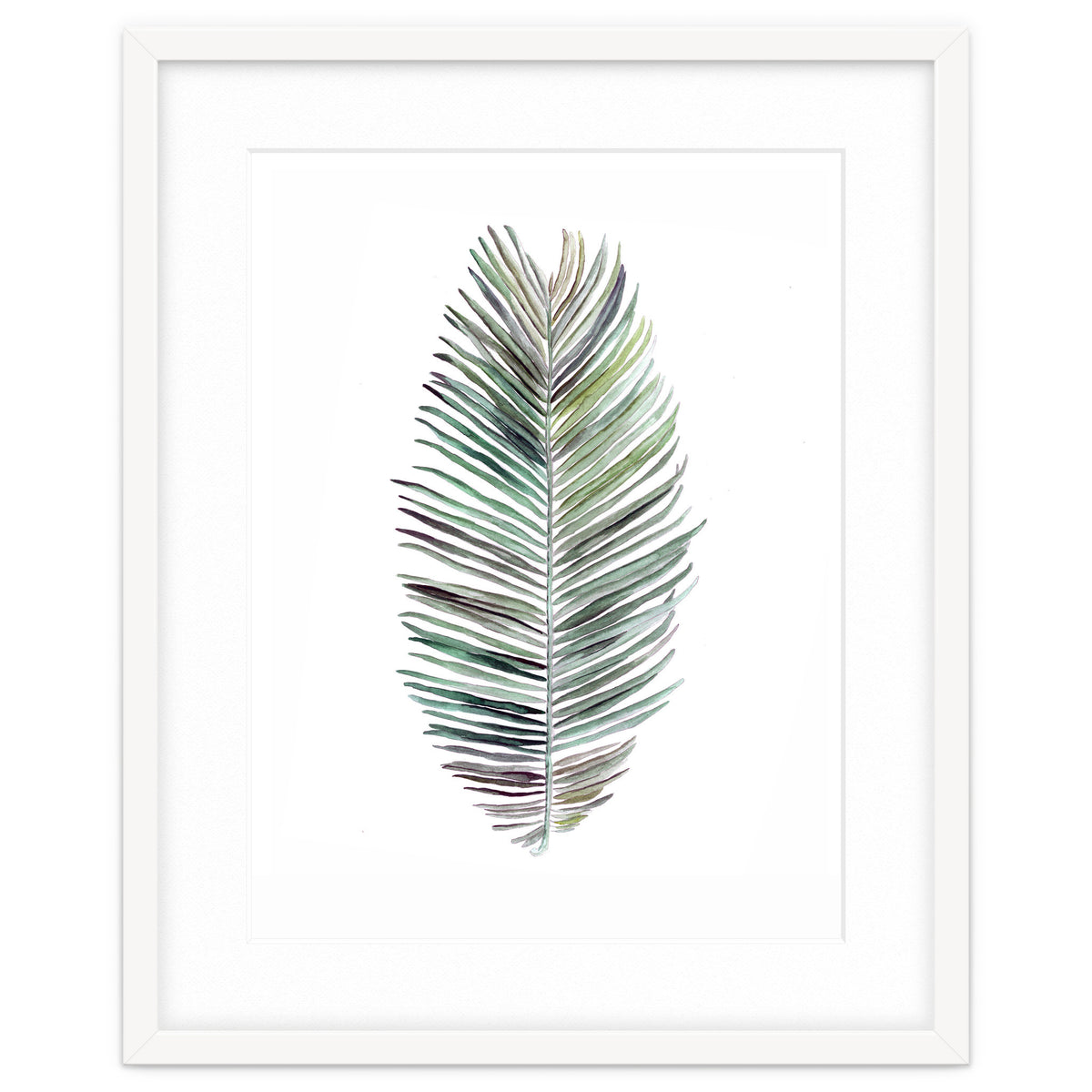 Botanical Illustration Cocos Palm