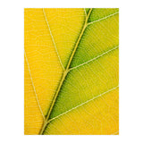 Autumn Leaf (Print Only) thumbnail