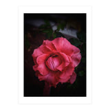 Red-Orange Rose (Print Only) thumbnail