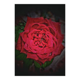 Red Rose (Print Only) thumbnail