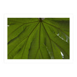 Hothouse (Print Only) thumbnail