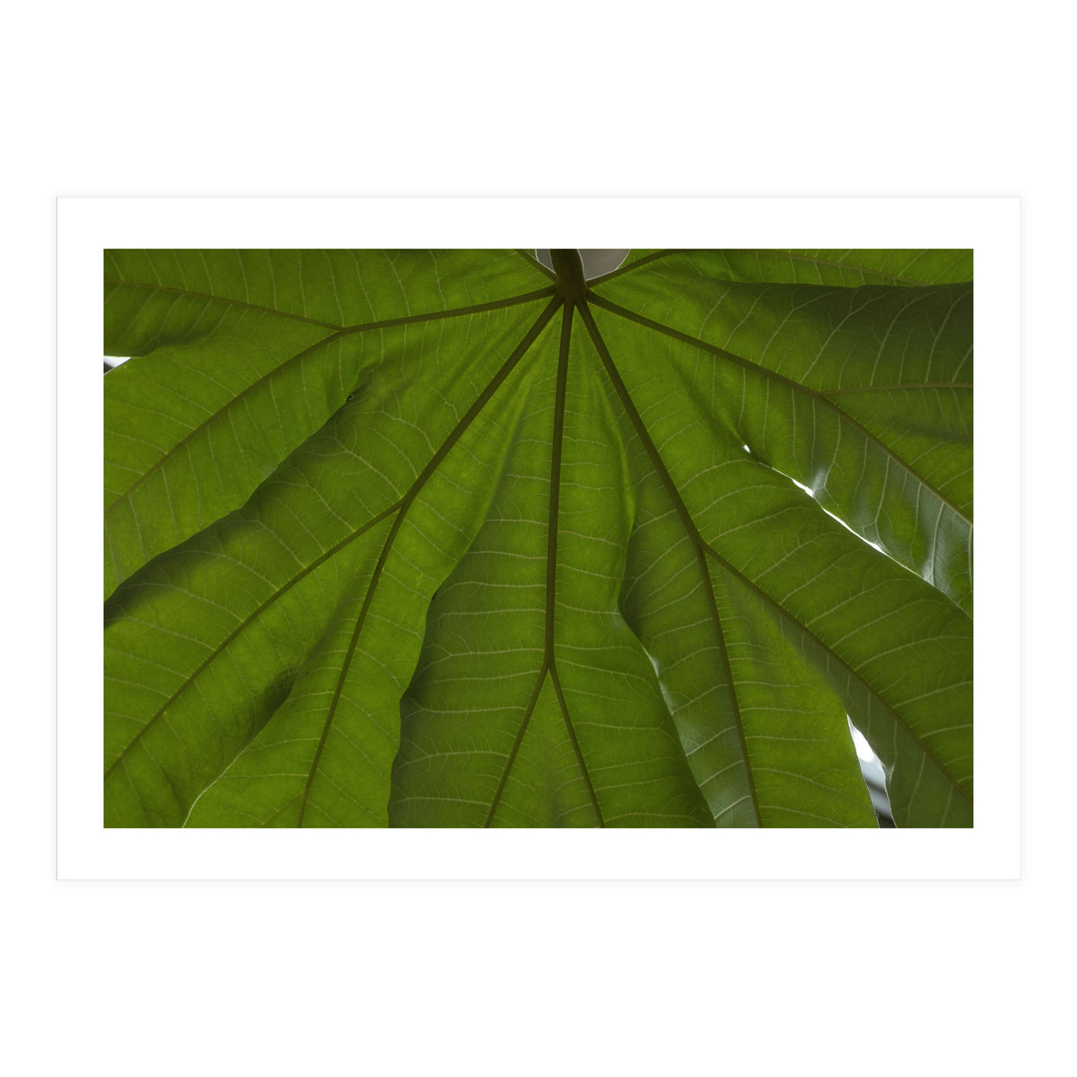 Hothouse (Print Only)