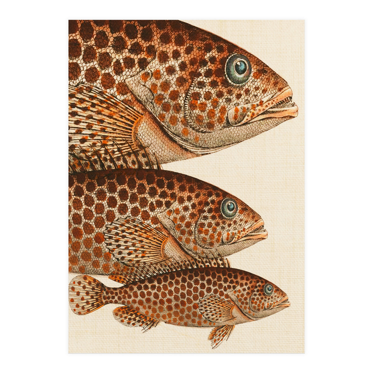 Fish Classic Designs 6 (Print Only)
