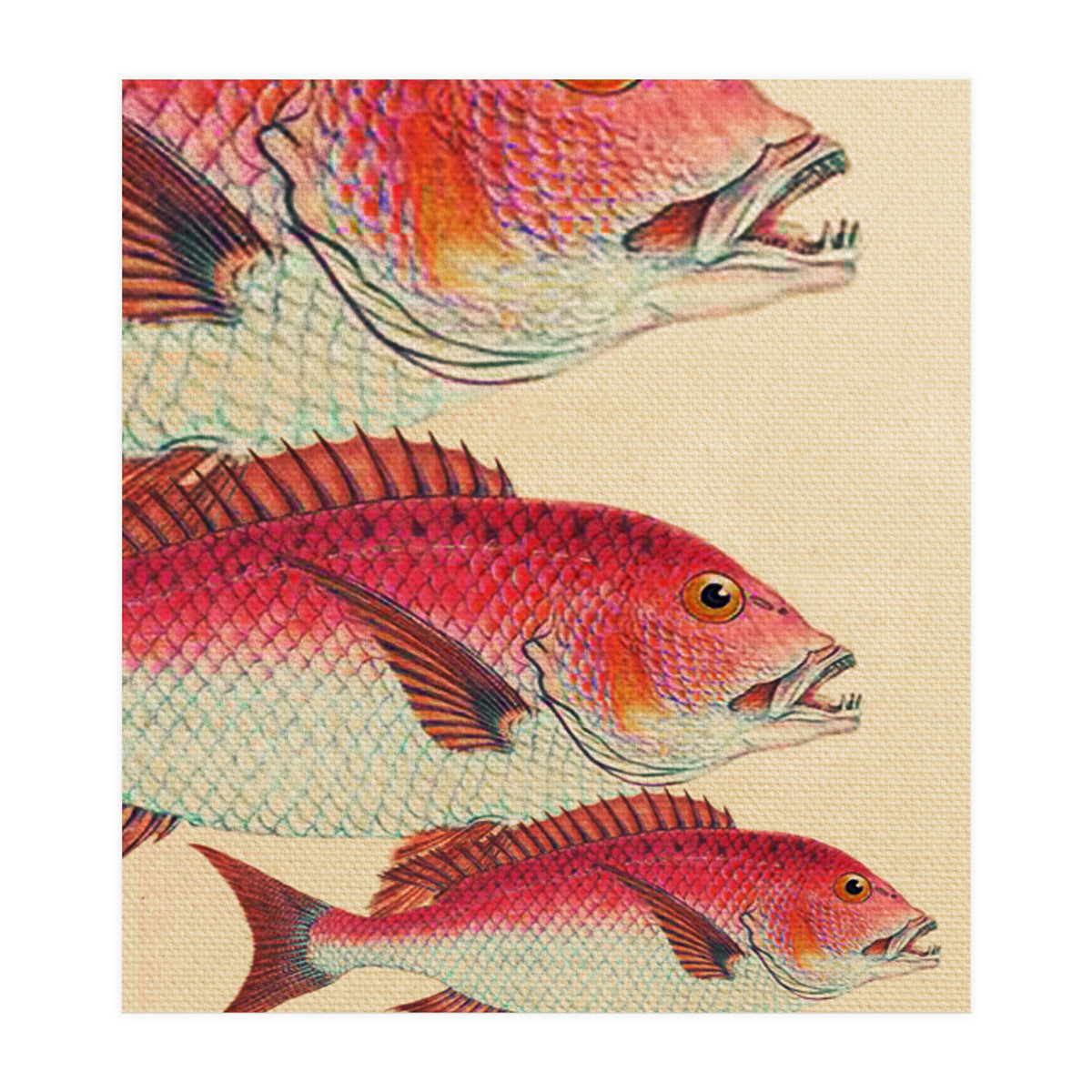 Fish Classic Designs 7 (Print Only)