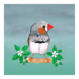 Zebra finch (Print Only) thumbnail