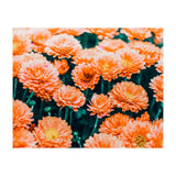 February (Print Only) thumbnail