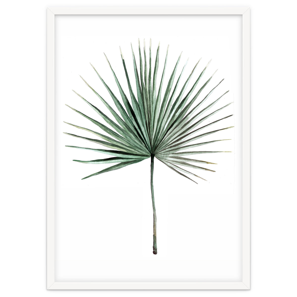 Botanical Illustration Fanpalm