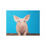 Pig (Print Only) thumbnail