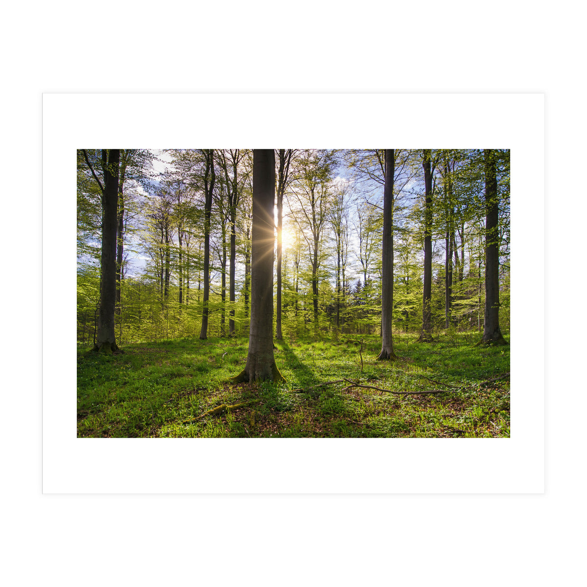 Spring Sun (Print Only)