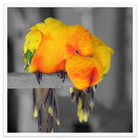 Two sun conures