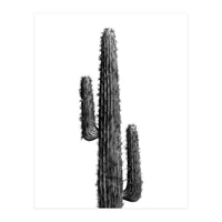 Cactus Black and White 01 (Print Only)