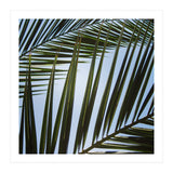palm fronds (Print Only) thumbnail