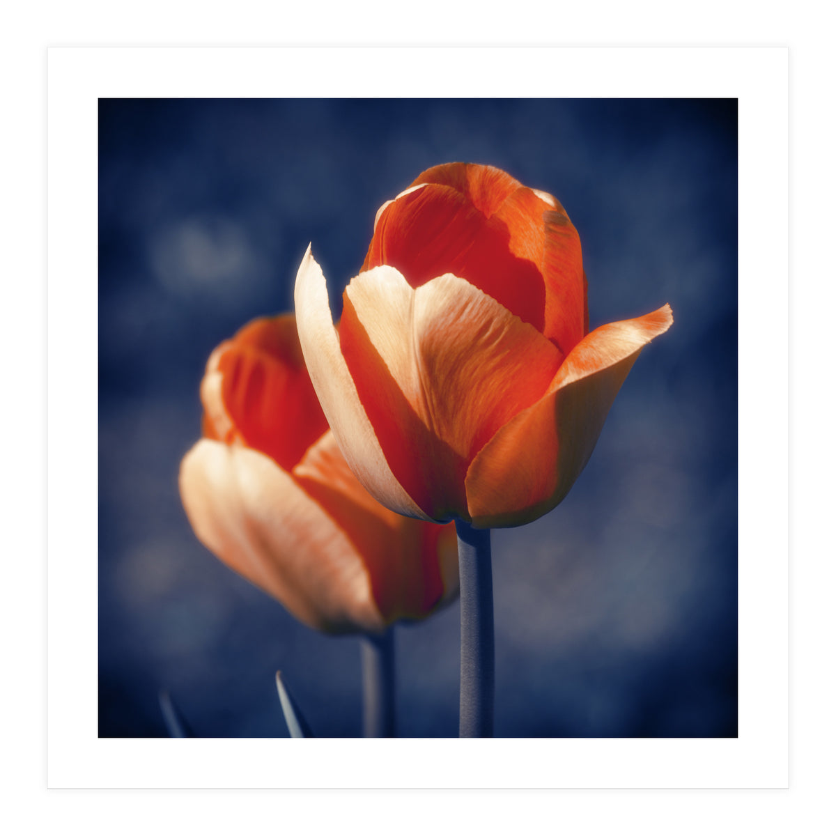Tulips Flowers (Print Only)