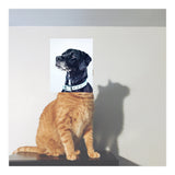 Domestic Animal (Print Only) thumbnail